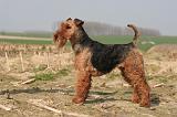 WELSH TERRIER 117